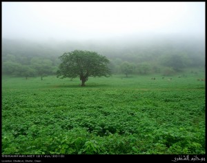 اروع الاماكن في صلاله و خريفها الطبيعي – اماكن سياحيه في صلاله