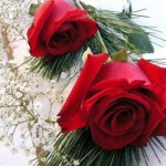 المرأة غذاءها الكلمات الرقيقة … والمشاعر الصادقة …