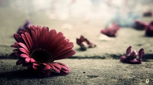 خلفيات للكمبيوتر مناظر طبيعية , اجمل الخلفيات لسطح المكتب 2014   و خلفيات 2015