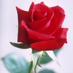 صور ورود طبيعية 2015 ، صور ورد طبيعى 2015 ، باقات ورد احمر 2015