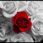 صور ورد للاحباب للعشاق رومانسية للمحبين 2015