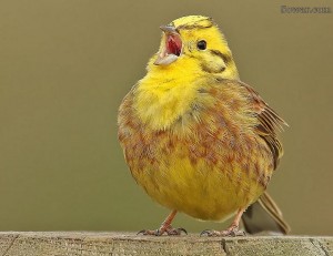 اروع الصور المضحكة صورة مضحكة لطيور العصافير لقطة لا توصف خلفيات