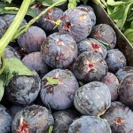 فوائد التين فوائد التين