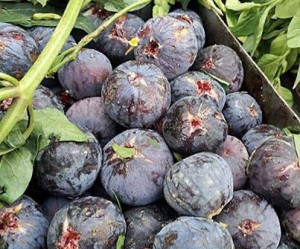 فوائد التين