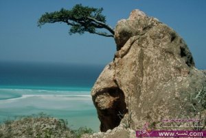 جزيرة سقطرى في اليمن