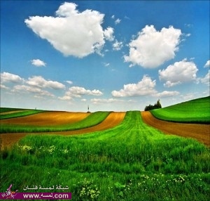 صور طبيعية خضراء