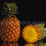 الأناناس … فوائد ومضار