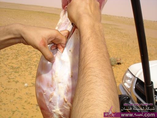 شرح كيفية الذبح بالتفصيل المصور شرح كيفية الذبح بالتفصيل المصور