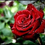 صور ورود حمراء 2015 – اجمل صور زهور حمراء 2015 – صور ورود حمراء رومانسية 2015