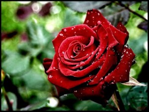 صور ورود حمراء 2015 – اجمل صور زهور حمراء 2015 – صور ورود حمراء رومانسية 2015