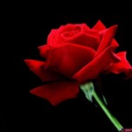 صور ورود حب 2014 , خلفيات ورد حب 2015