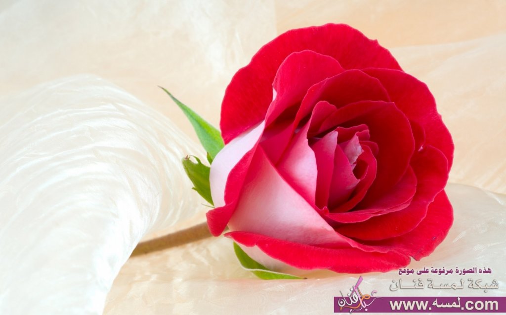 اروع صور الرومنسية 2015 صور ورود مرة رومنسية شبكة لمسة