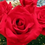 صور ورود حب 2014 , خلفيات ورد حب 2015