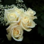 صور ورود رومانسية جميلة 2015 , صور ورود حلوة للعشاق والارومانسية , صور ورد بلدي 2014