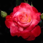 صور حب ، صور رومانسيه