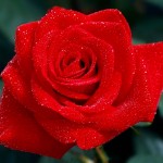 مجموعة من الورد الأحمر الرومانسي مجموعة من الورد الأحمر الرومانسي