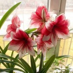 صور ورد , صور ورود جميلة للفيس بوك , اجمل وارق ورد الغرام 2015 , ورود الحب والرومانسية