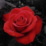 صور ورد , صور ورود جميلة للفيس بوك , اجمل وارق ورد الغرام 2015 , ورود الحب والرومانسية