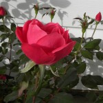 اجمل صور ورود رومانسية 2014 , ورود للعشاق 2014 – 2015