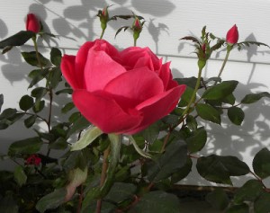 اجمل صور ورود رومانسية 2014 , ورود للعشاق 2014 – 2015