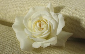 صور ورد ابيض رومانسي للعشاق 2015