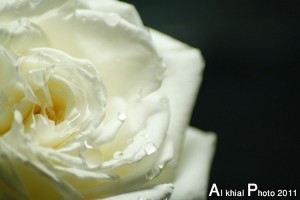 كلام جميل في صفاء القلوب