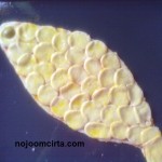 بيتزا الحوتة