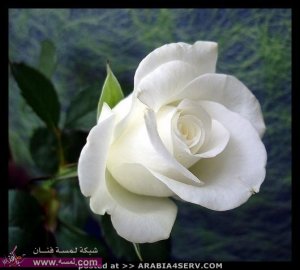 صور ورد طبيعي رومانسي صور ورود حلوة حمراء جميلة