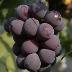 فواكه الصيف صحه