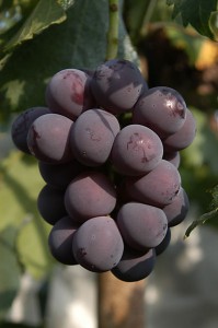 فواكه الصيف صحه