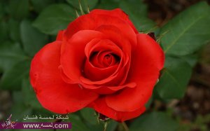 تشكيلات ورود رومنسية   ورود بأشكال سداسية