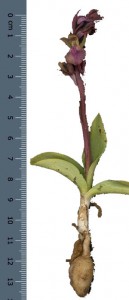 ما هو السحلب وما فائدة في الشتاء ؟