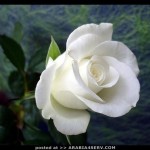 صور حب روعه  صور ازهار رومانسية 2014 – جديد صور ازهار رومنسية منوعة 2015