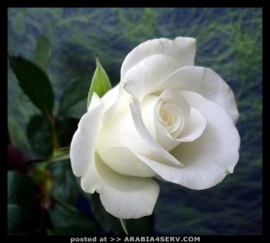 صور حب روعه  صور ازهار رومانسية 2014 – جديد صور ازهار رومنسية منوعة 2015