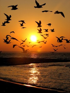 أجمل صور الصباح – مناظر طبيعية رائعة لشروق الشمس بجودةhd ونقاء عالى