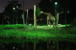 صور روعه بحيرة الليدو – اندونيسيا