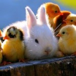 صور طيور جميلة 2014