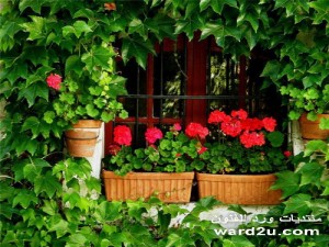 بعض الافكار والاذواق والانظمة لتنسيق الحدائق والشرفات والمنازل بالورود